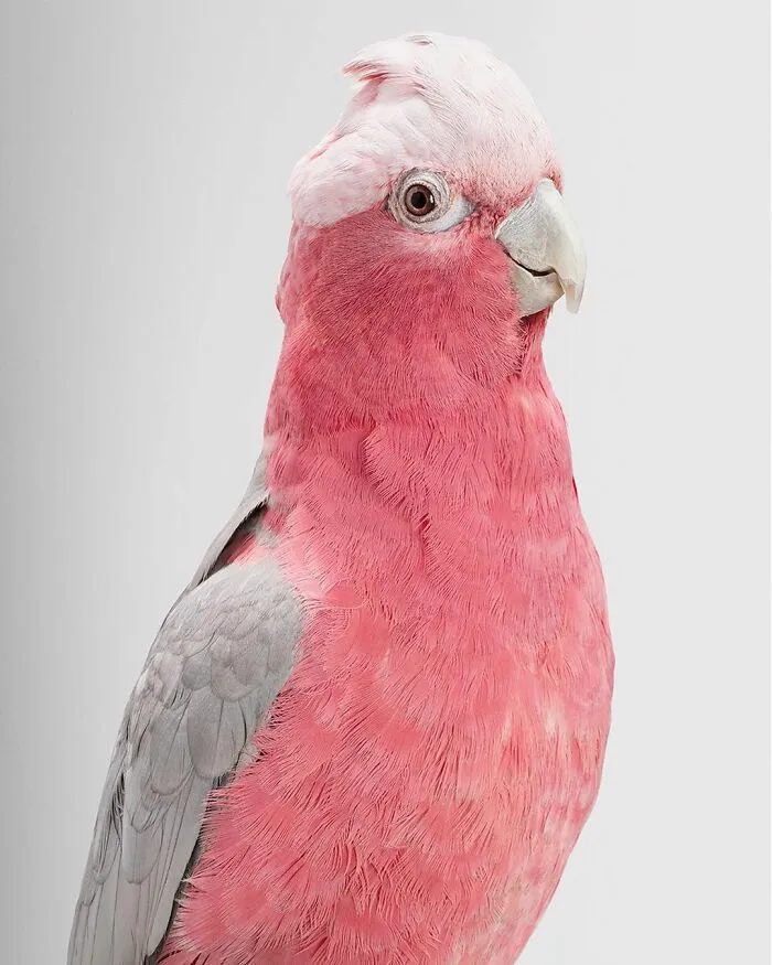 Professional Photographer Captures Perfectly Posed Birds, And Here Are The Best 58 Photos