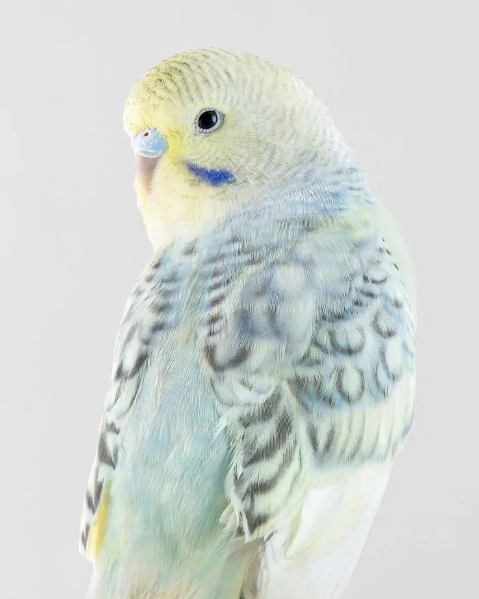 Professional Photographer Captures Perfectly Posed Birds, And Here Are The Best 58 Photos