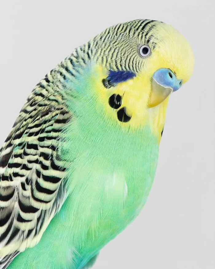 Professional Photographer Captures Perfectly Posed Birds, And Here Are The Best 58 Photos