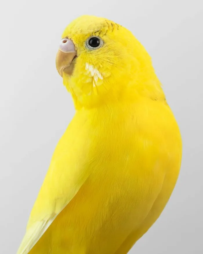 Professional Photographer Captures Perfectly Posed Birds, And Here Are The Best 58 Photos