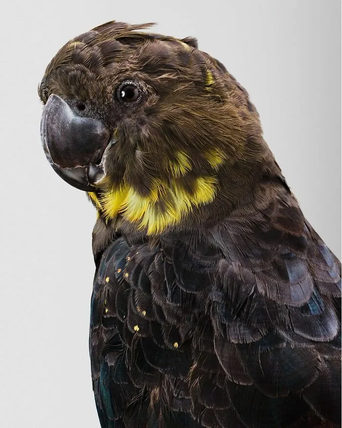 Professional Photographer Captures Perfectly Posed Birds, And Here Are The Best 58 Photos