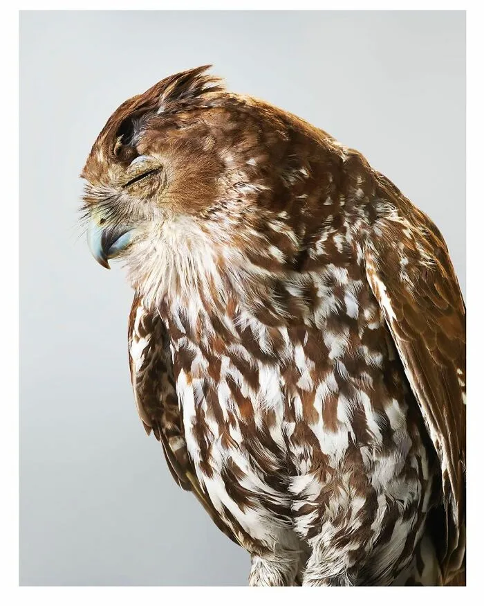 Professional Photographer Captures Perfectly Posed Birds, And Here Are The Best 58 Photos
