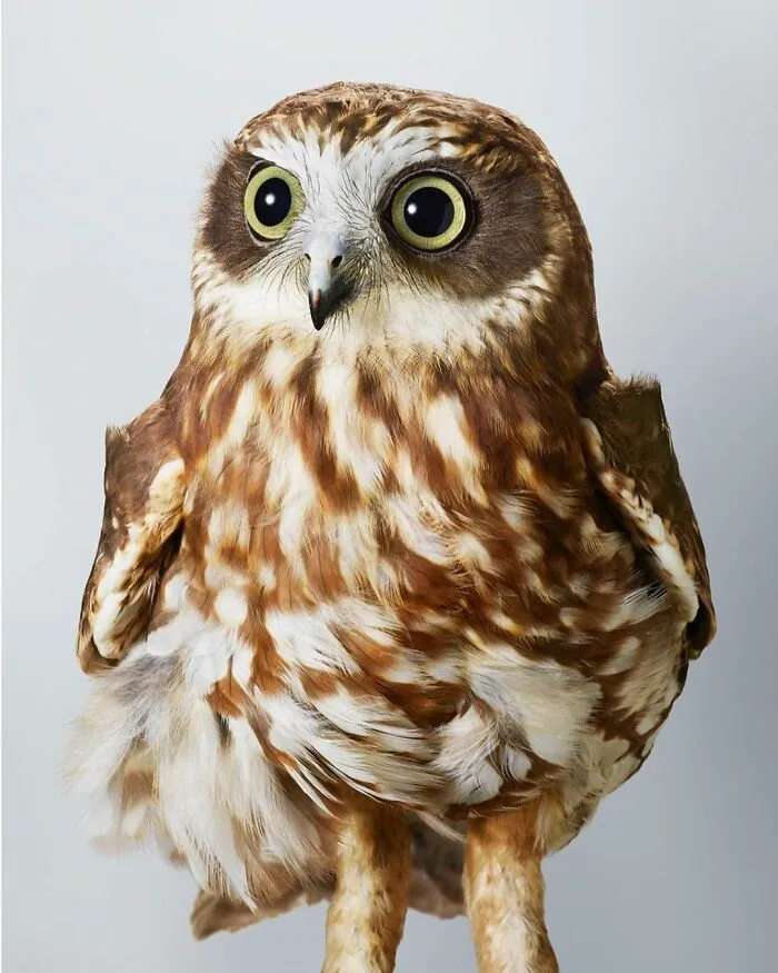 Professional Photographer Captures Perfectly Posed Birds, And Here Are The Best 58 Photos