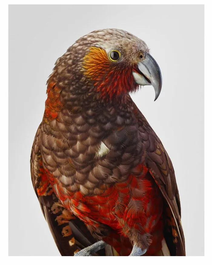 Professional Photographer Captures Perfectly Posed Birds, And Here Are The Best 58 Photos