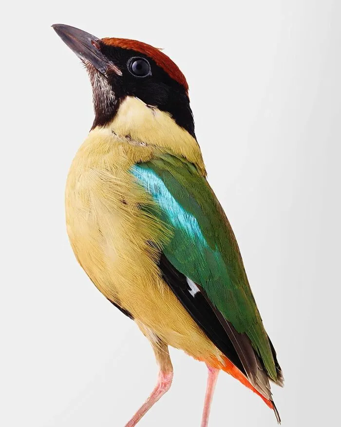 Professional Photographer Captures Perfectly Posed Birds, And Here Are The Best 58 Photos
