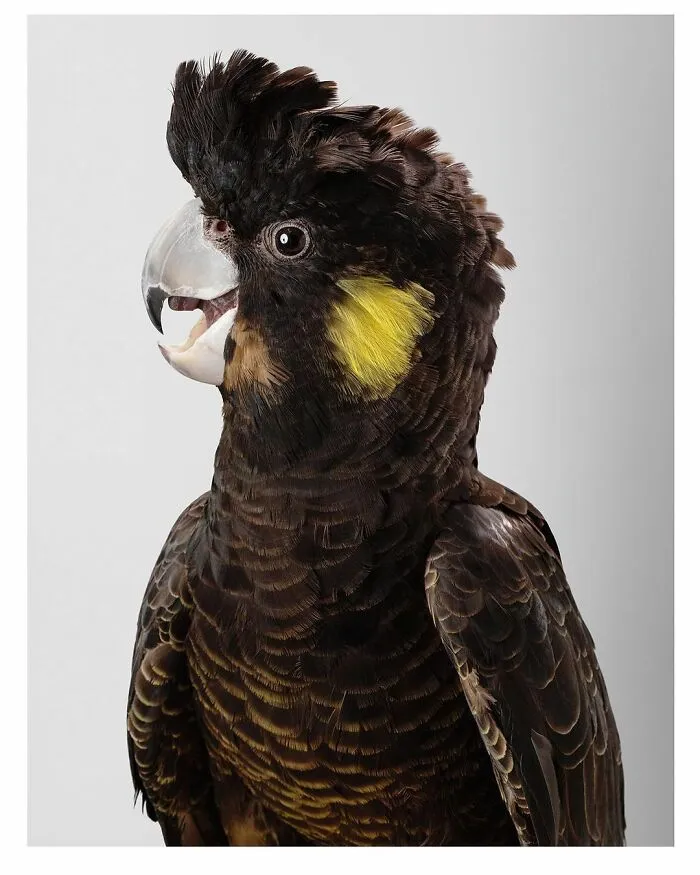 Professional Photographer Captures Perfectly Posed Birds, And Here Are The Best 58 Photos