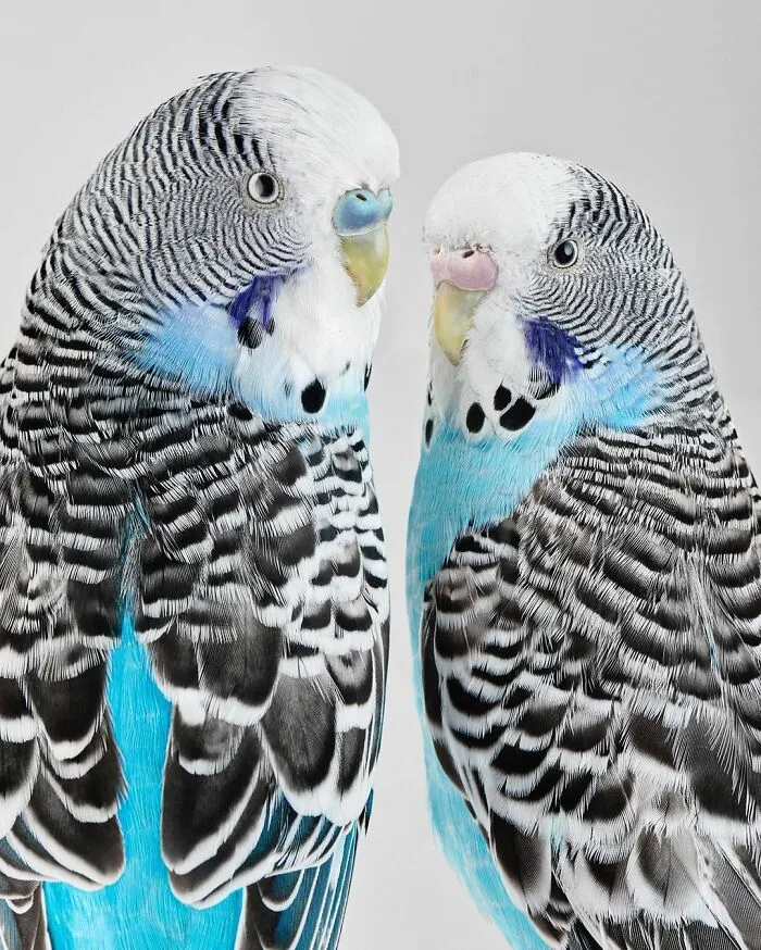 Professional Photographer Captures Perfectly Posed Birds, And Here Are The Best 58 Photos