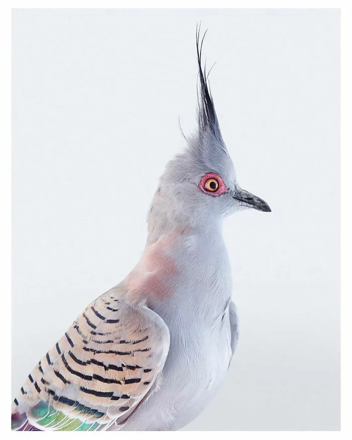 Professional Photographer Captures Perfectly Posed Birds, And Here Are The Best 58 Photos