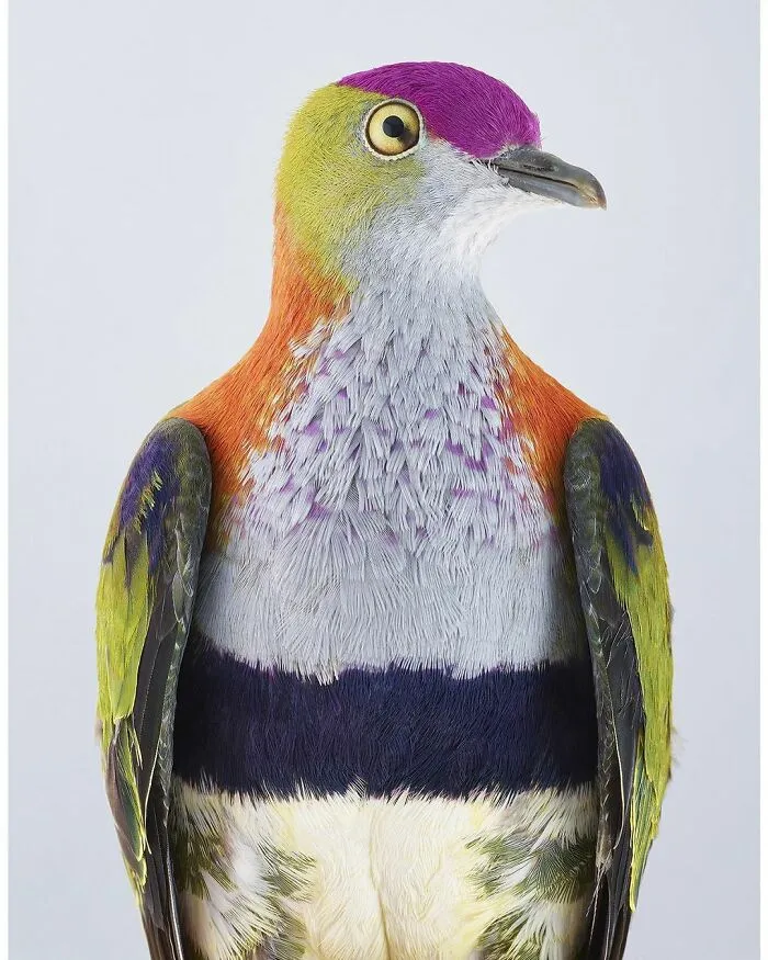 Professional Photographer Captures Perfectly Posed Birds, And Here Are The Best 58 Photos