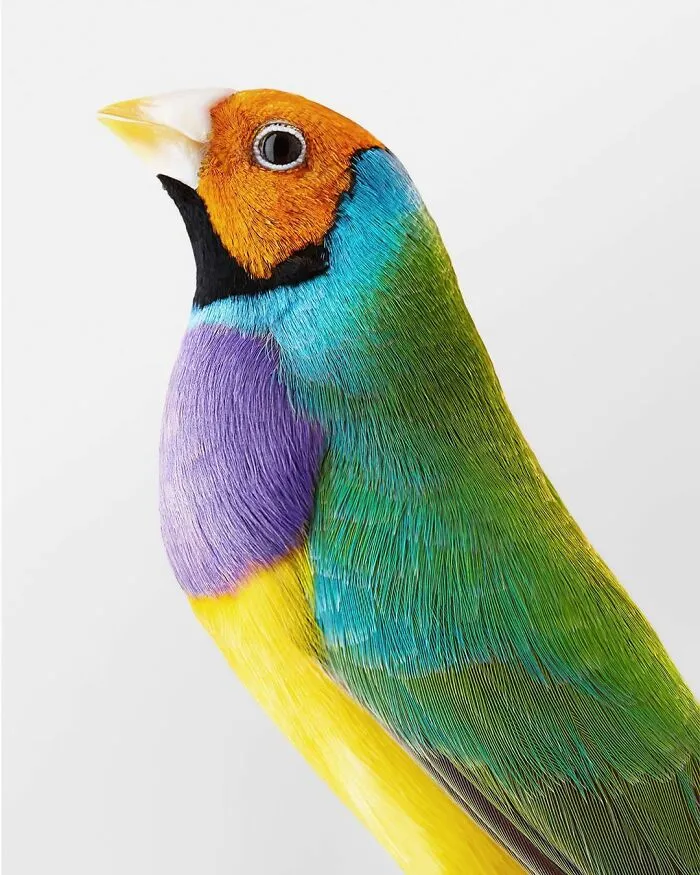 Professional Photographer Captures Perfectly Posed Birds, And Here Are The Best 58 Photos