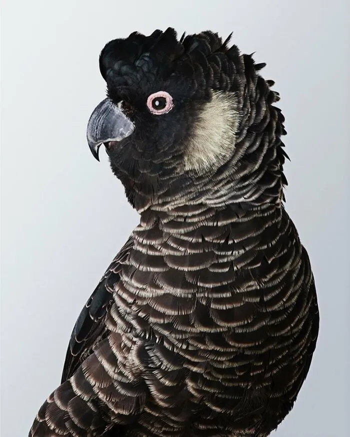 Professional Photographer Captures Perfectly Posed Birds, And Here Are The Best 58 Photos