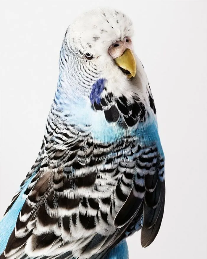 Professional Photographer Captures Perfectly Posed Birds, And Here Are The Best 58 Photos