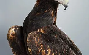 Professional Photographer Captures Perfectly Posed Birds, And Here Are The Best 58 Photos