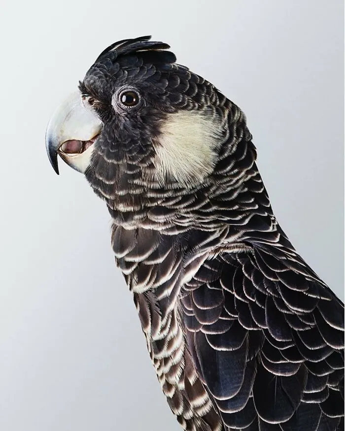 Professional Photographer Captures Perfectly Posed Birds, And Here Are The Best 58 Photos