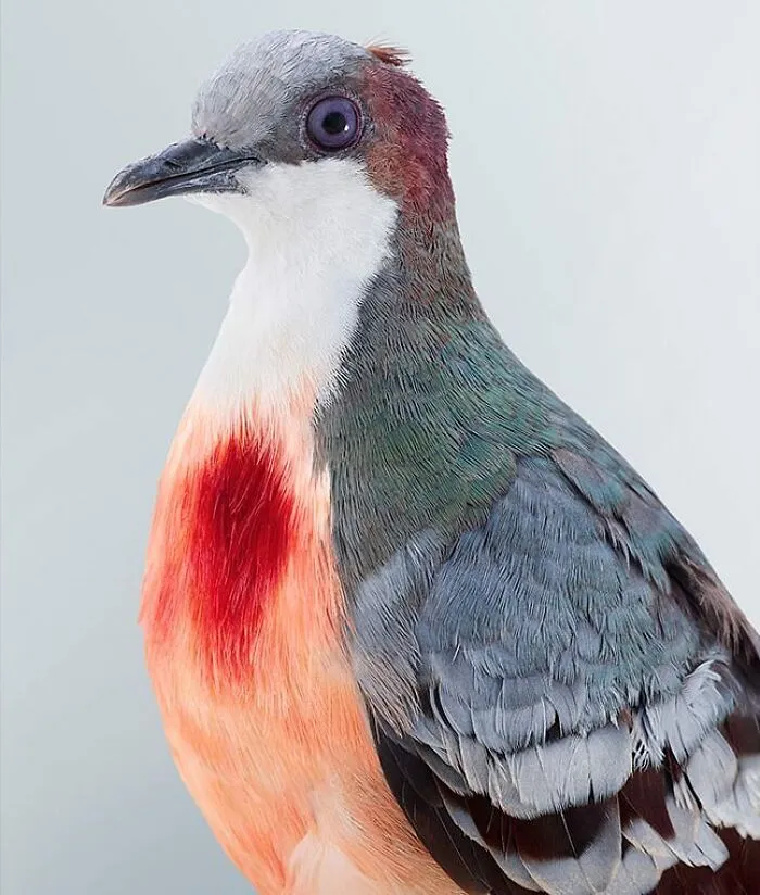 Professional Photographer Captures Perfectly Posed Birds, And Here Are The Best 58 Photos