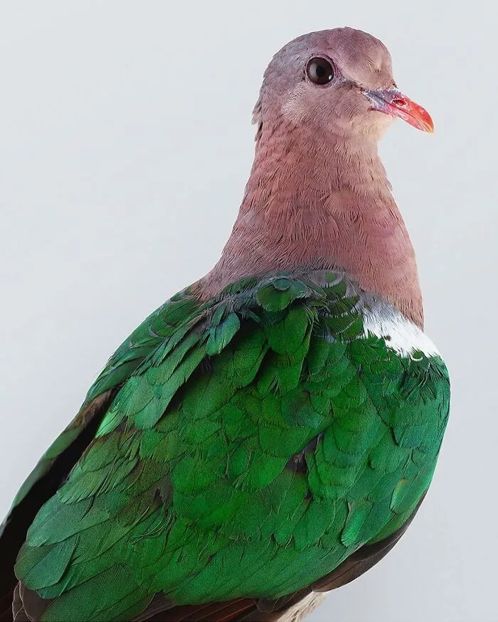 Professional Photographer Captures Perfectly Posed Birds, And Here Are The Best 58 Photos