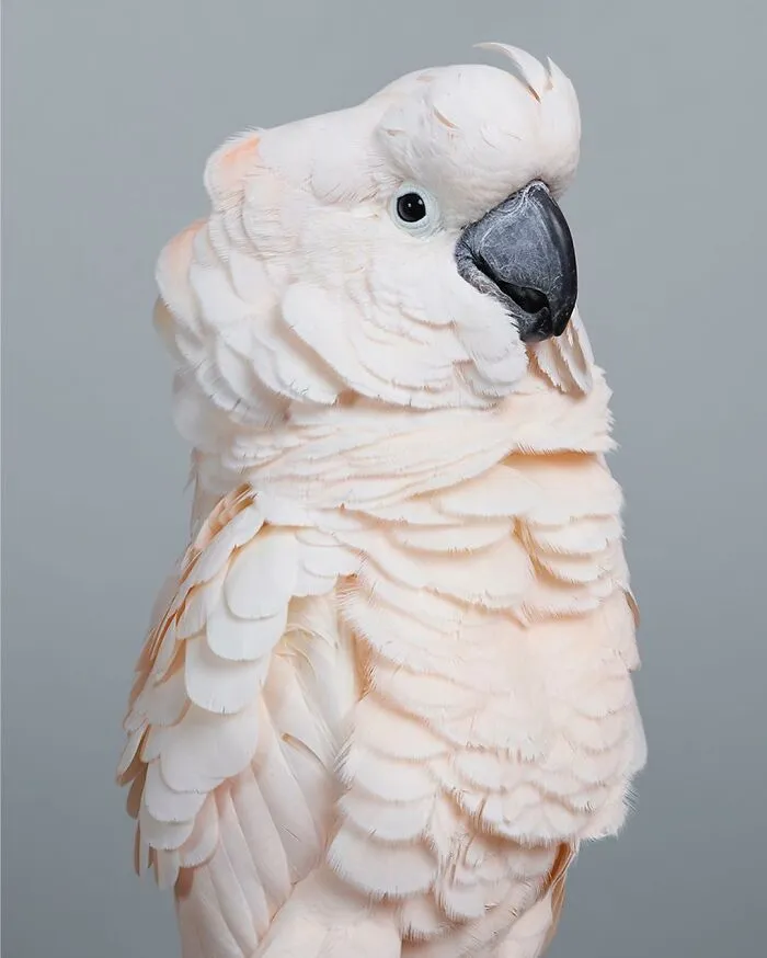 Professional Photographer Captures Perfectly Posed Birds, And Here Are The Best 58 Photos