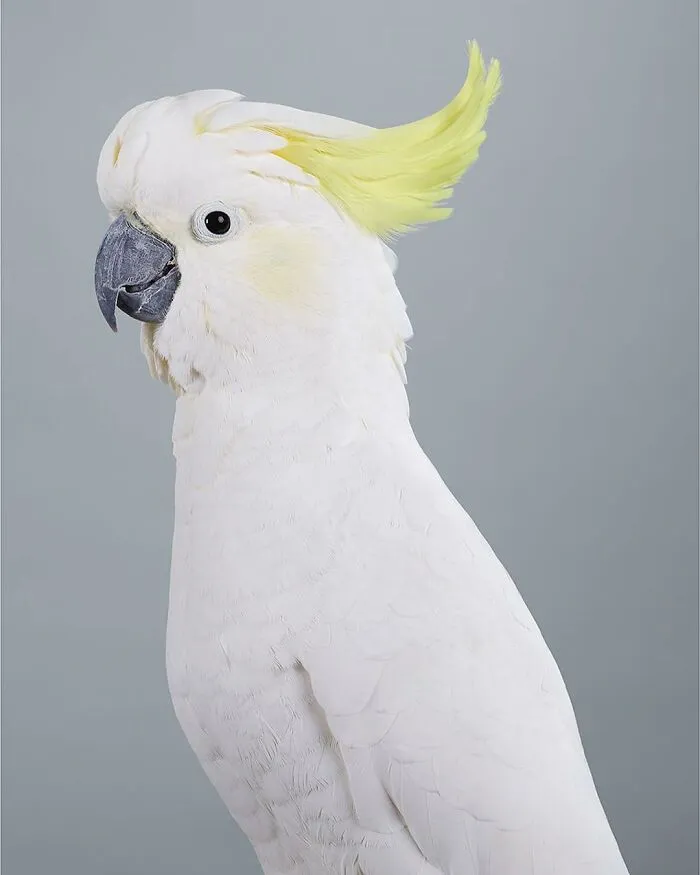 Professional Photographer Captures Perfectly Posed Birds, And Here Are The Best 58 Photos