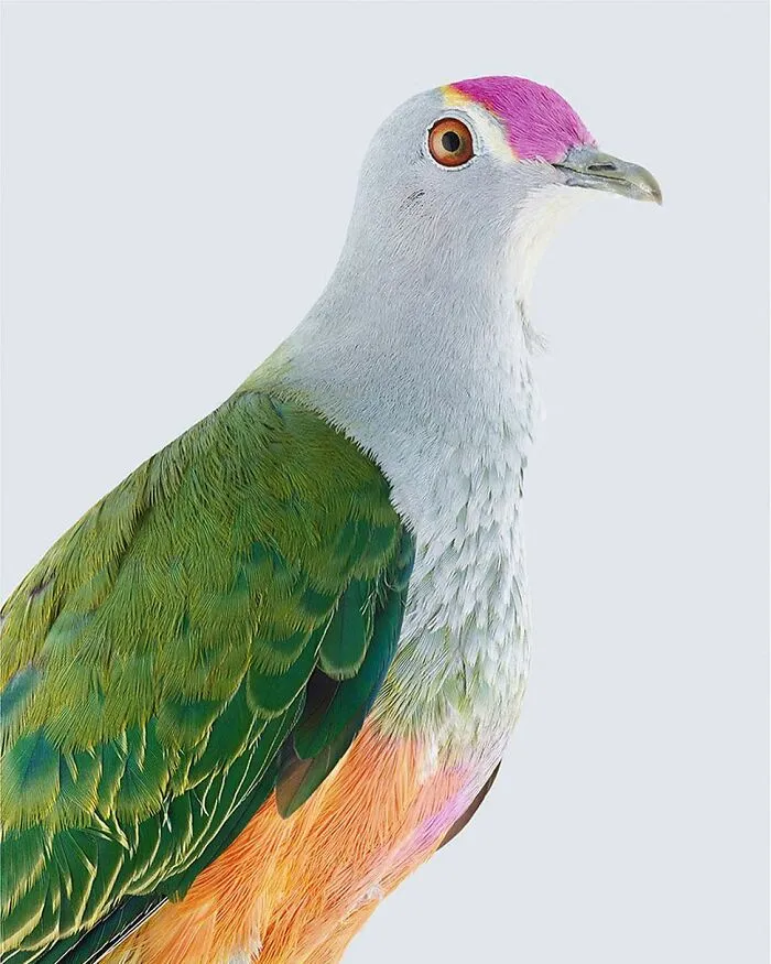 Professional Photographer Captures Perfectly Posed Birds, And Here Are The Best 58 Photos