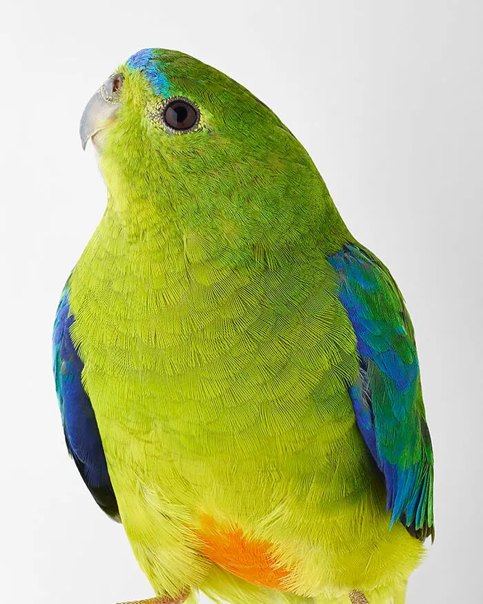 Professional Photographer Captures Perfectly Posed Birds, And Here Are The Best 58 Photos