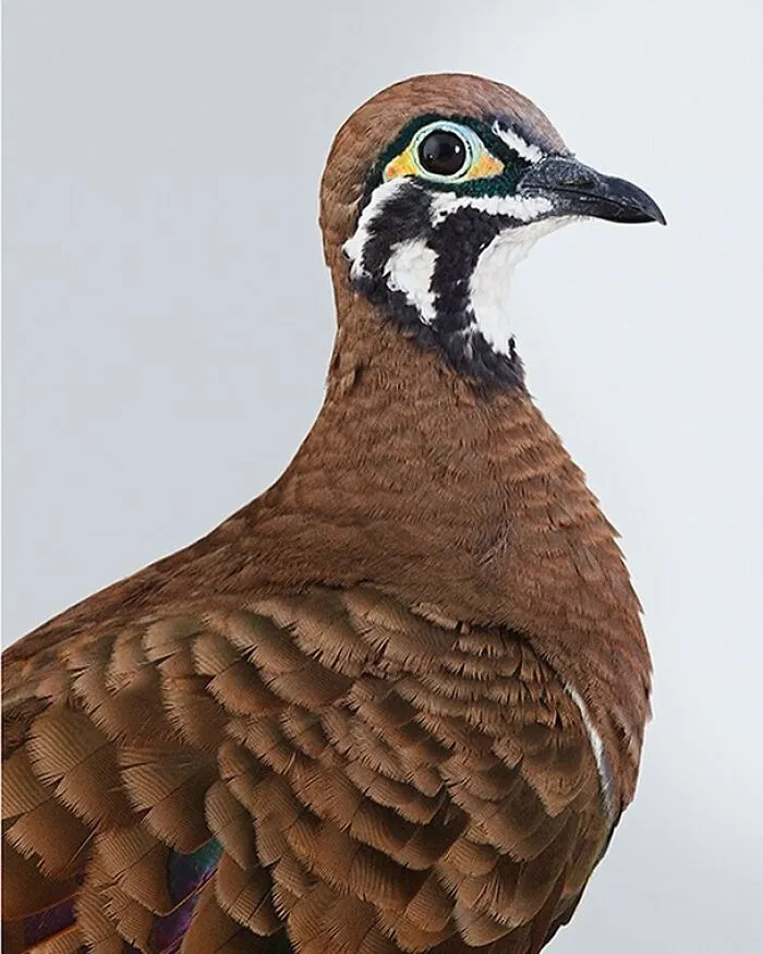 Professional Photographer Captures Perfectly Posed Birds, And Here Are The Best 58 Photos