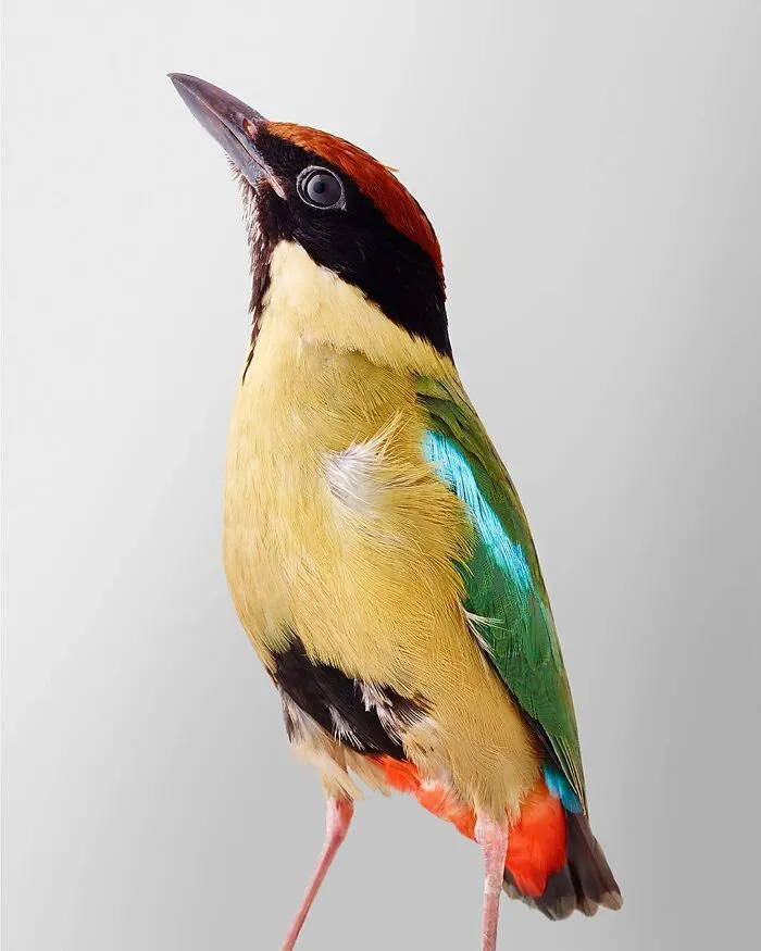 Professional Photographer Captures Perfectly Posed Birds, And Here Are The Best 58 Photos