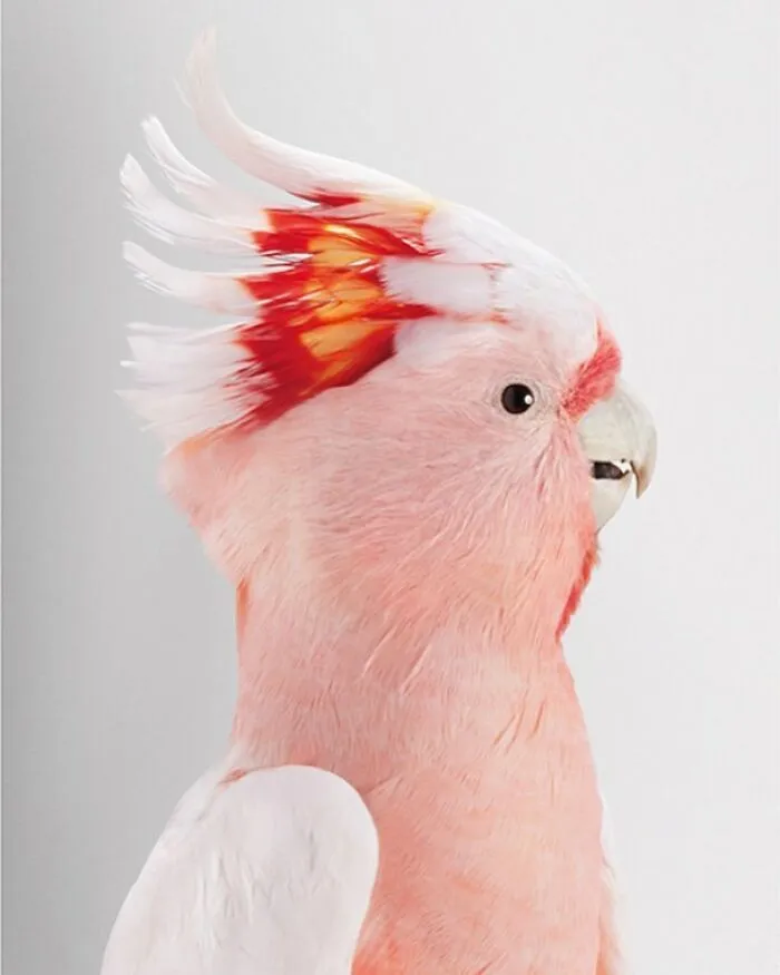 Professional Photographer Captures Perfectly Posed Birds, And Here Are The Best 58 Photos