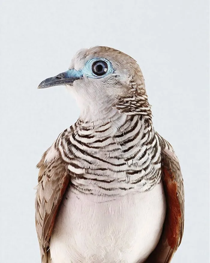 Professional Photographer Captures Perfectly Posed Birds, And Here Are The Best 58 Photos