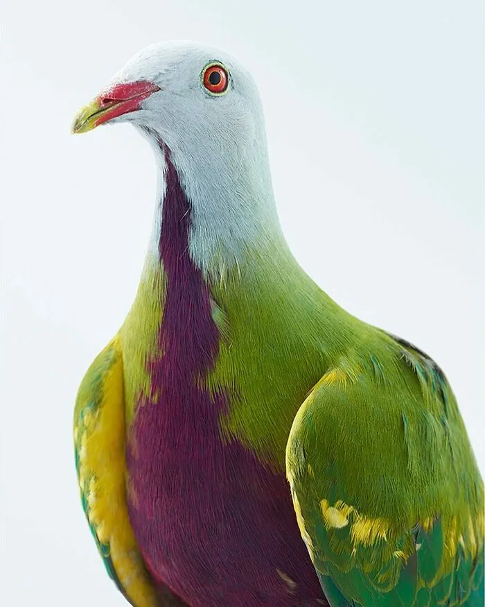 Professional Photographer Captures Perfectly Posed Birds, And Here Are The Best 58 Photos