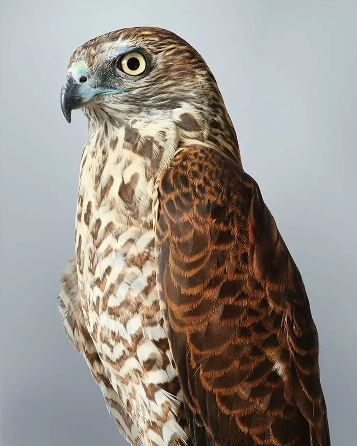 Professional Photographer Captures Perfectly Posed Birds, And Here Are The Best 58 Photos