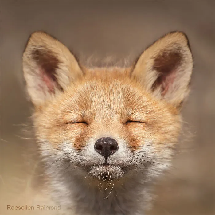 I Took 30 Pictures Of Different Foxes That Tell A Lot About Their Personalities