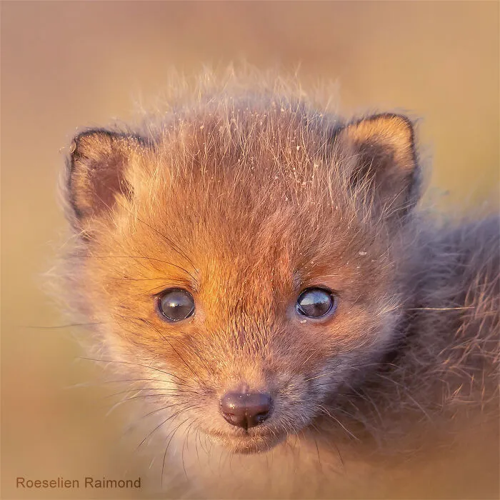 I Took 30 Pictures Of Different Foxes That Tell A Lot About Their Personalities