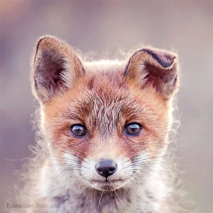 I Took 30 Pictures Of Different Foxes That Tell A Lot About Their Personalities