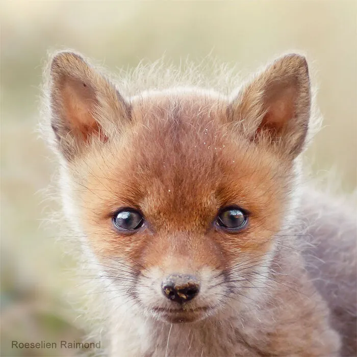 I Took 30 Pictures Of Different Foxes That Tell A Lot About Their Personalities