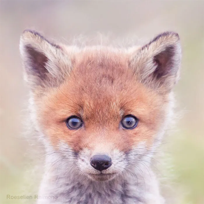 I Took 30 Pictures Of Different Foxes That Tell A Lot About Their Personalities