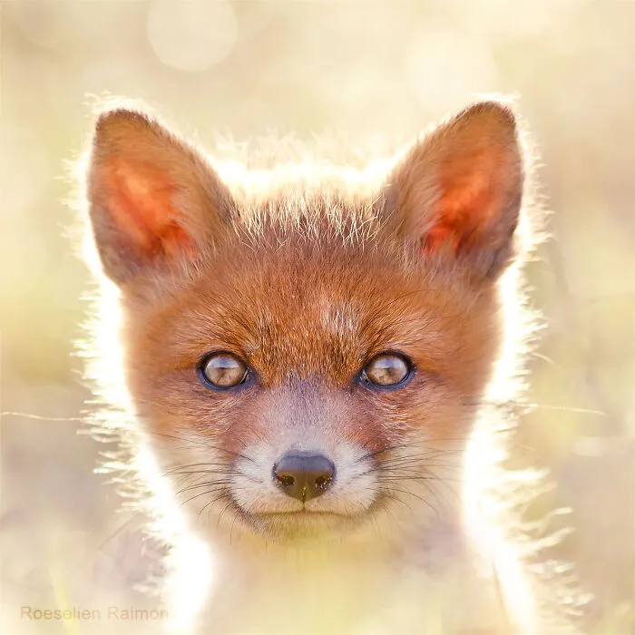 I Took 30 Pictures Of Different Foxes That Tell A Lot About Their Personalities