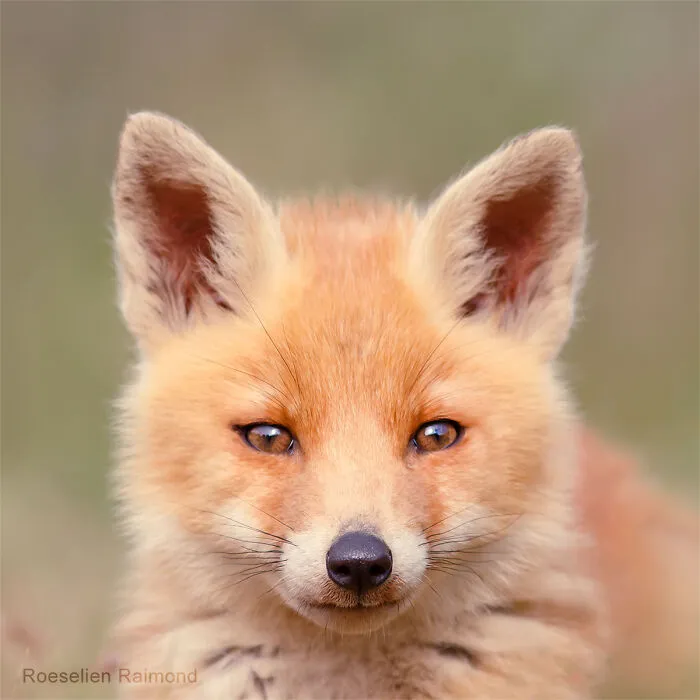 I Took 30 Pictures Of Different Foxes That Tell A Lot About Their Personalities