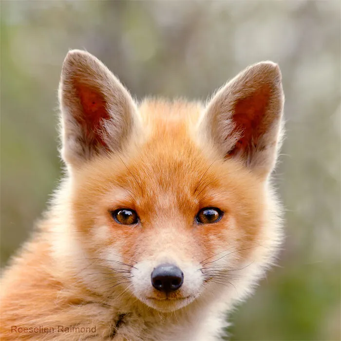 I Took 30 Pictures Of Different Foxes That Tell A Lot About Their Personalities