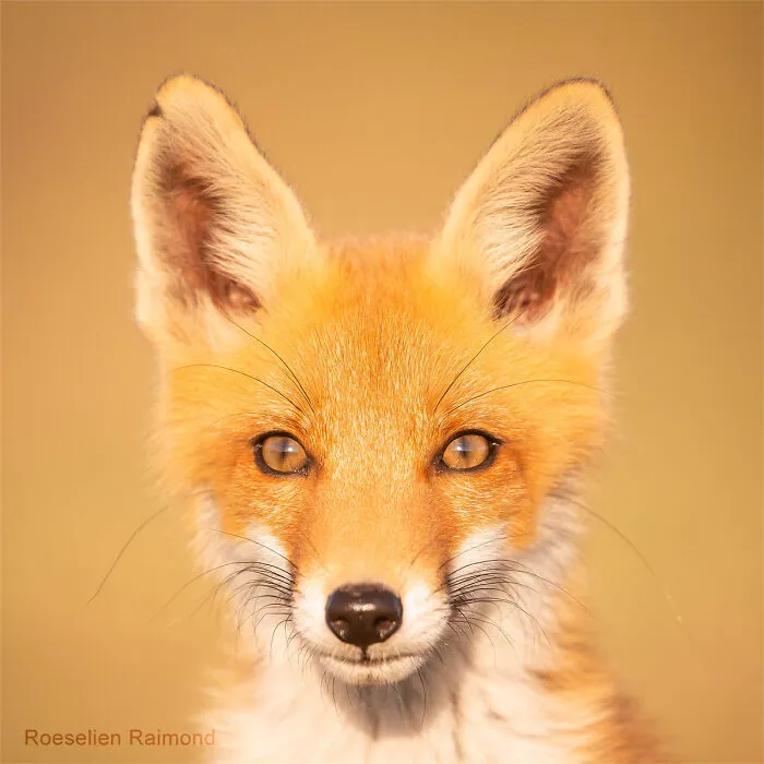 I Took 30 Pictures Of Different Foxes That Tell A Lot About Their Personalities