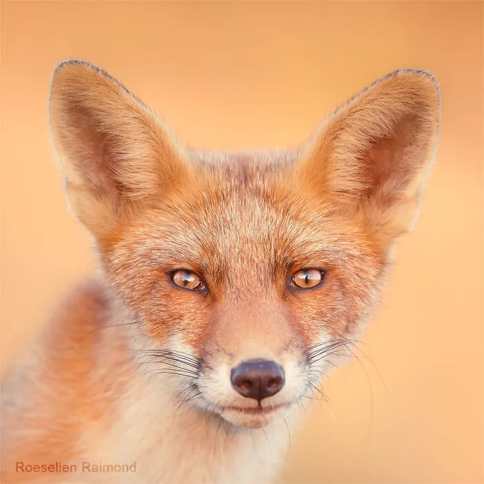 I Took 30 Pictures Of Different Foxes That Tell A Lot About Their Personalities