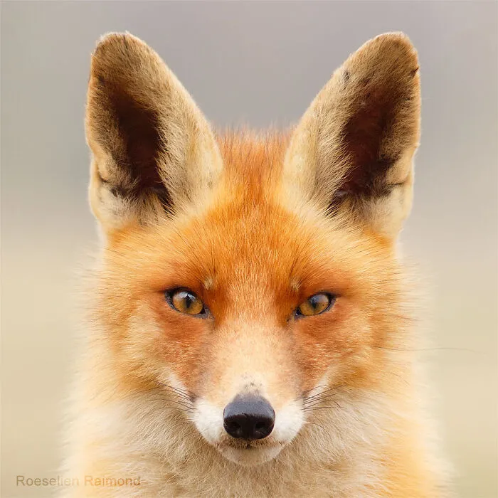 I Took 30 Pictures Of Different Foxes That Tell A Lot About Their Personalities