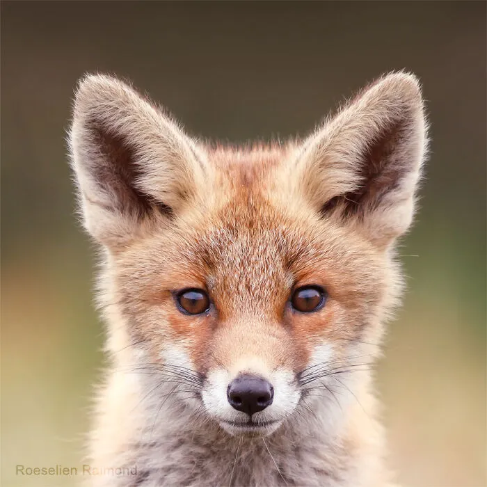 I Took 30 Pictures Of Different Foxes That Tell A Lot About Their Personalities