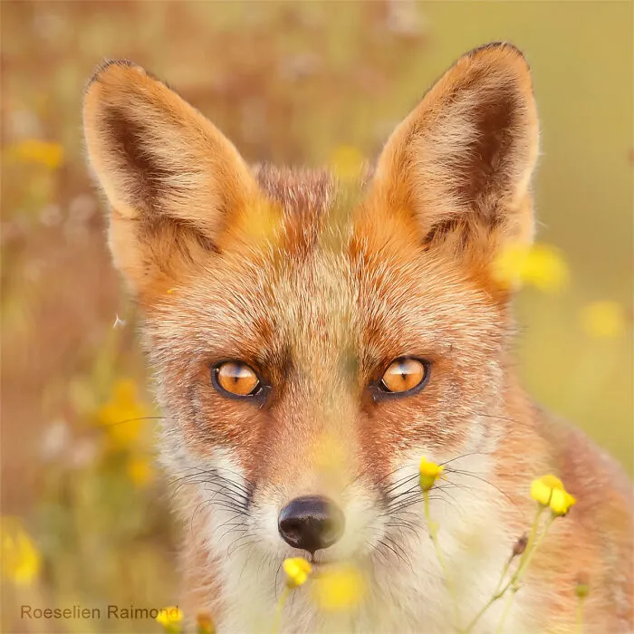 I Took 30 Pictures Of Different Foxes That Tell A Lot About Their Personalities