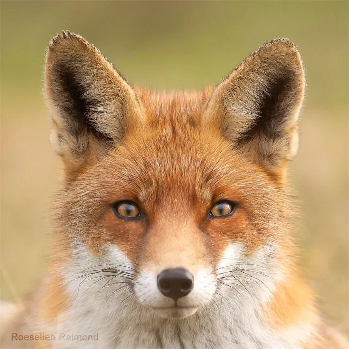 I Took 30 Pictures Of Different Foxes That Tell A Lot About Their Personalities
