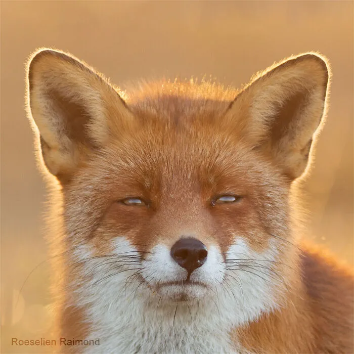 I Took 30 Pictures Of Different Foxes That Tell A Lot About Their Personalities