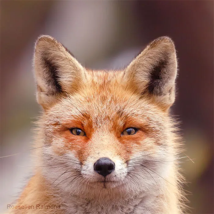 I Took 30 Pictures Of Different Foxes That Tell A Lot About Their Personalities