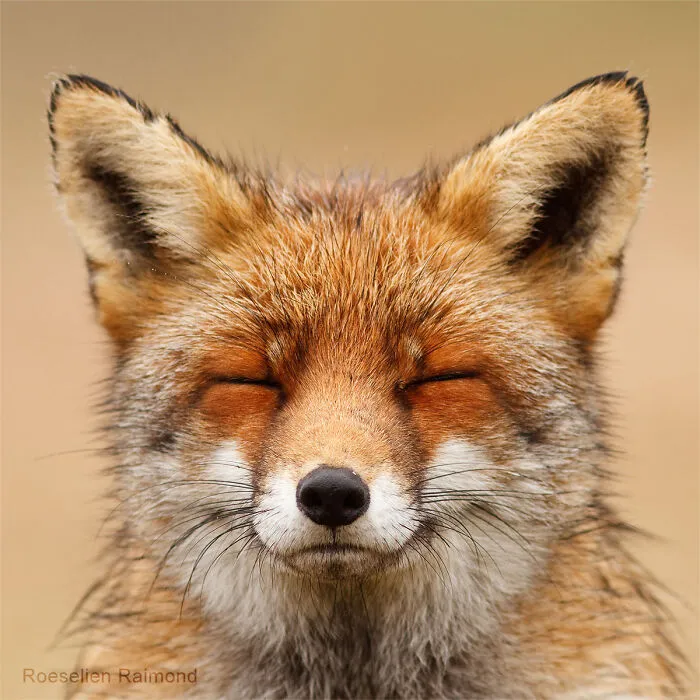 I Took 30 Pictures Of Different Foxes That Tell A Lot About Their Personalities