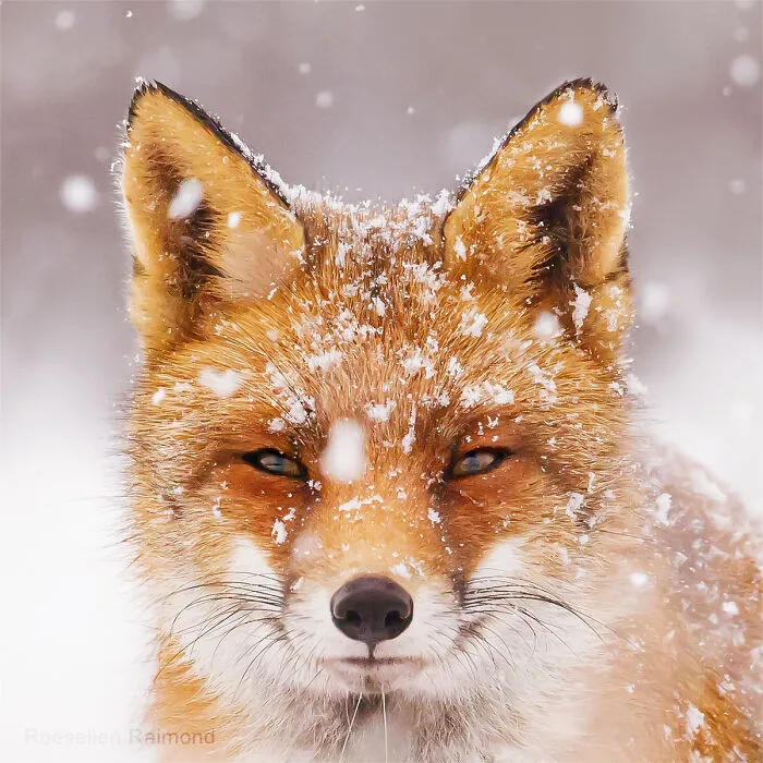 I Took 30 Pictures Of Different Foxes That Tell A Lot About Their Personalities