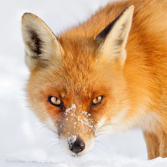 I Took 30 Pictures Of Different Foxes That Tell A Lot About Their Personalities
