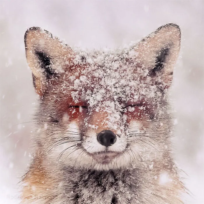 I Took 30 Pictures Of Different Foxes That Tell A Lot About Their Personalities